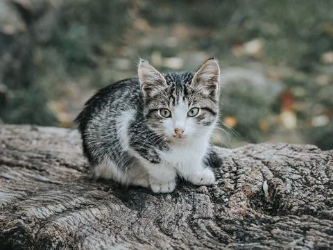 Small gray mongrel kitten on a tree stump Stock Photos