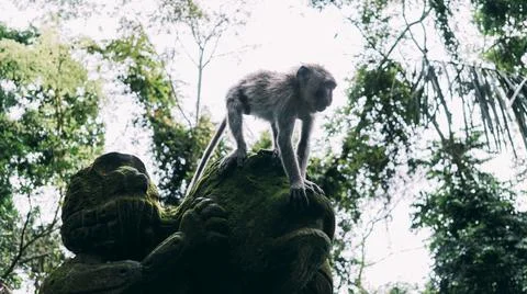 Small gray Monkey climbs down mossy stone statue of monkey. Stock Photos