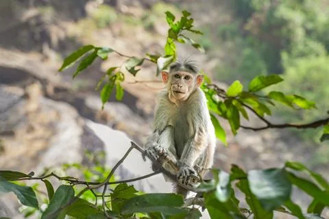 Small gray monkey sits on a tree branch in Asia Stock Photos