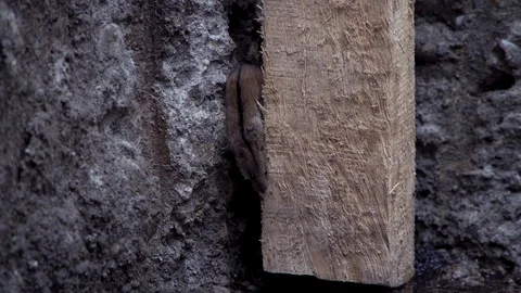 A small gray mouse goes down a wooden rafter, the mouse runs Stock Footage 120253326