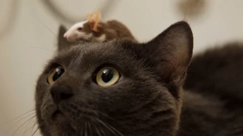 A small gray mouse sits on the head of the cat. Video stock 120381931