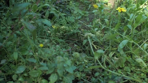 A small gray mouse swarms in the thick grass Stock Footage 270089643