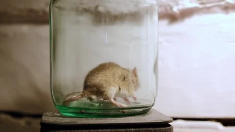 Small gray mouse trapped inside a glass jar looking for the enter for escape. A Stock Footage 348023649