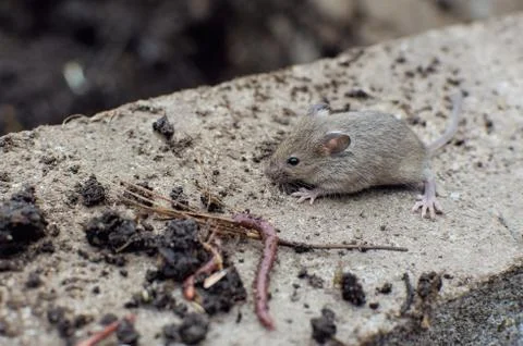 A small gray mouse walks down the street on a concrete curb. Wild mouse. Fiel Stock Photos