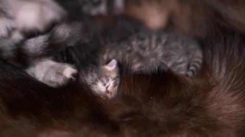 A small, gray, newborn kitten sleeps next to its mother cat on a fur Mat. Vídeo Stock 129334422