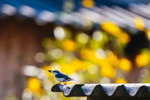 Small gray nuthatch with a seed in its beak sits on the edge of a slate roof Photos