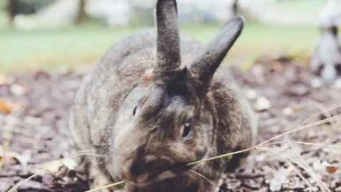 Small gray rabbit chews grass as it spins around mouth Stock Footage 96720301
