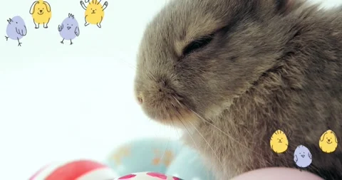 Small gray rabbit coming into view as camera tilting up right, stickers Stock Footage 330562789