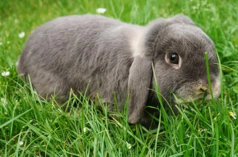 Small gray rabbit eating green grass in the summer Stock Photos