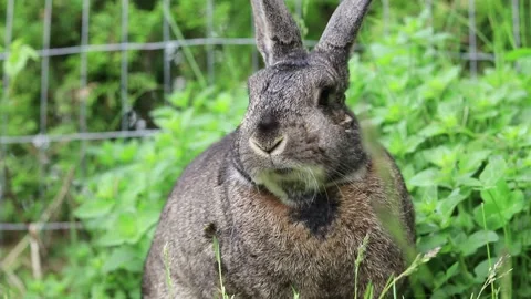 Small gray rabbit in garden eating greens closeup mouth cute Stock Footage 131204568