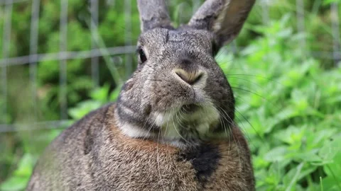 Small gray rabbit in garden next to Oregano patch moves mouth closeup talkin Stock Footage 131204597