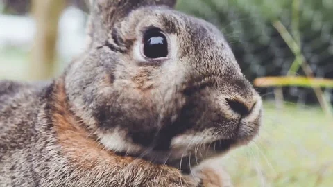 Small gray rabbit twitches nose and moves mouth then faces front Stock Footage 96720291