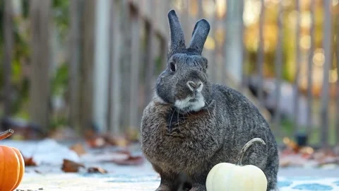 Small gray rabbit with white pumpkin wriggles nose facing camera and positio Stock Footage 221065939