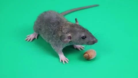 A small gray rat on a green background. The rodent found a hazelnut Stock Footage 261425360