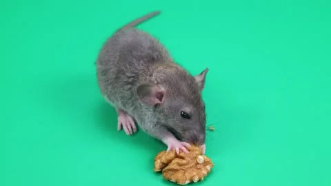 A small gray rat on a green background. A rodent eats a walnut. Chroma key Stock Footage 261426091