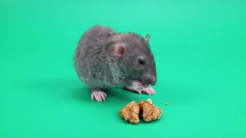 A small gray rat on a green background. A rodent eats a walnut. Chroma key Stock Footage 261427431