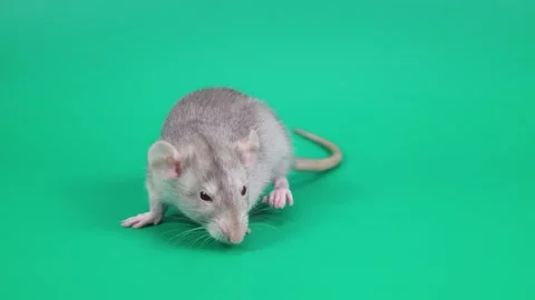 A small gray rat on a green background. A rodent with red eyes and a white muzzl Stock Footage 261427847