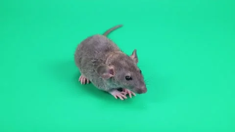 A small gray rat on a green background. Chroma key for cutting out an animal Stock Footage 261428023