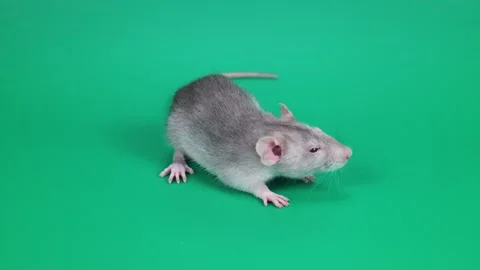 A small gray rat on a green background. A rodent with red eyes and a white muzzl Stock Footage 261430068