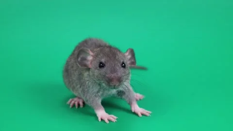 A small gray rat on a green background. Chroma key for cutting out an animal Stock Footage 261430576