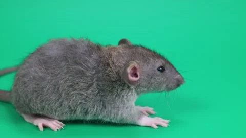 A small gray rat on a green background. Chroma key for cutting out an animal Stock Footage 261431119