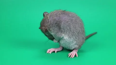 A small gray rat on a green background. The rodent washes itself with its paws Stock Footage 261433443