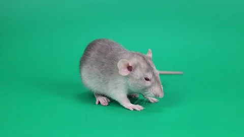 A small gray rat on a green background. A rodent with red eyes Stock Footage 261433679