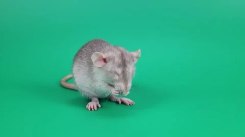 A small gray rat on a green background. A rodent with red eyes Stock Footage 261434669