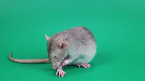 A small gray rat on a green background. A rodent with red eyes Stock Footage 261435501