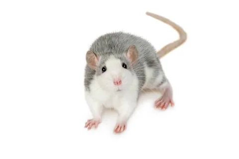 A small gray rat looks at the camera Stock-Fotos
