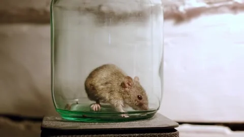 Small gray rat trapped inside glass jar looking for an enter for escape Stock Footage 347457411