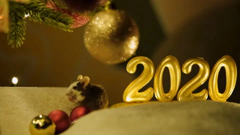 A small gray rat with a white muzzle washes sitting under the Christmas tree. A Vídeo Stock 117443720