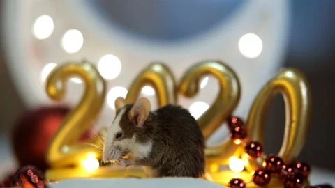 A small gray rat with a white muzzle is a symbol of the coming new year 2020. Stock Footage 120380962