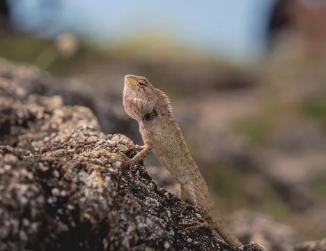 Small gray rock lizard on a stone Stock Photos