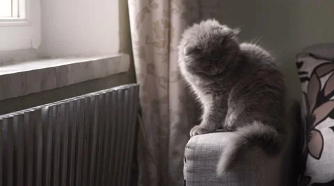 The small gray Scottish Fold breed cat sitting on the couch Video stock 57938526