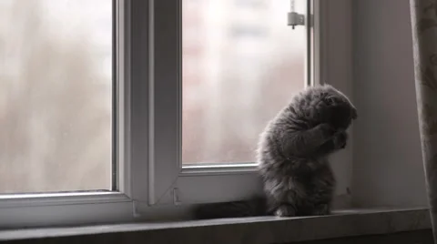 The small gray Scottish Fold breed cat sitting on a windowsill and played Video stock 57938696