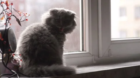 The small gray Scottish Fold breed cat sitting on the windowsill Stock-Footage 57938697