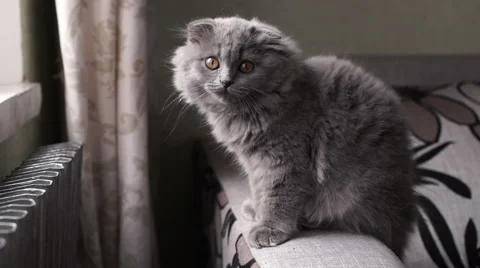 The small gray Scottish Fold breed cat sitting  on the couch Stock-Footage 57938741