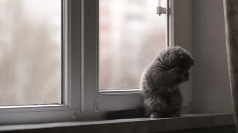 The small gray Scottish Fold cat breed is played on the windowsill Stock-Footage 57938869