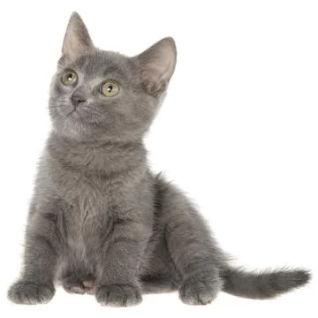 Small gray shorthair kitten sitting isolated Stock Photos