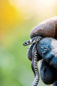 A small gray snake in hand, wearing gloves. The vertical frame. Close-up Stock Photos