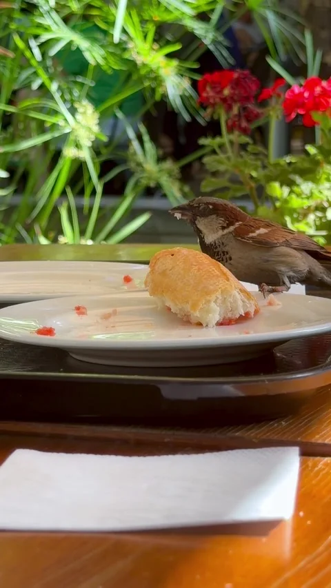 Small gray sparrows pecking bread crumbs from a wooden table Stock Footage 337709924