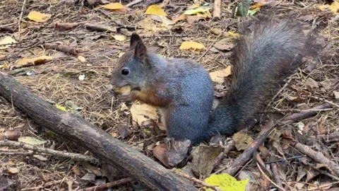 A small gray squirrel peels a nut very quickly and eats it in the park on the Stock Footage 163156365
