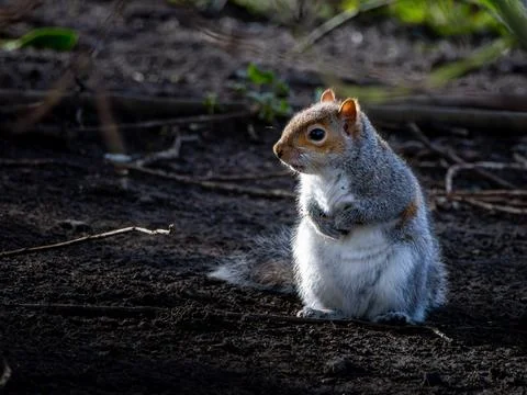 A small gray squirrel is sitting on the ground in a dark area Stock Photos