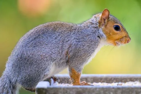 Small gray squirrel sitting under the sunlight Stock Photos