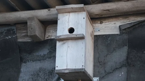 Small gray starling fly with worms in its beak and flies into the birdhouse Stock Footage 115890370
