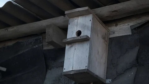 Small gray starling fly with worms in its beak and flies into the birdhouse Stock Footage 115890511