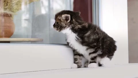 A small gray tabby kitten walking on the windowsill looking around exploring a n Stock Footage 234140559