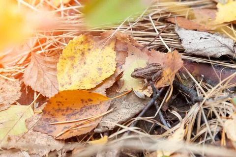 Small gray tree frog sits on leaves and grass with autumn yellow forest durin Stock Photos