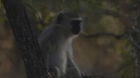 SMALL, GRAY VERVET MONKEY SITTING INA TREE | EXT, TIGHT | 60FPS | 1080P Stock Footage 105313195